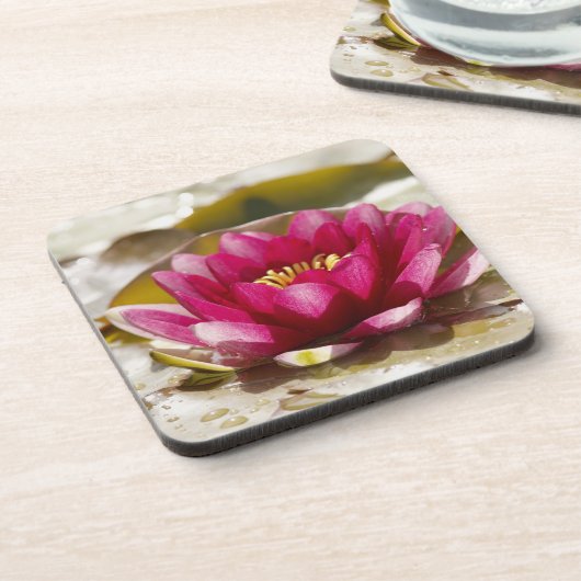 スイレン コースター (左側)