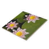 スイレン タイル (側面)