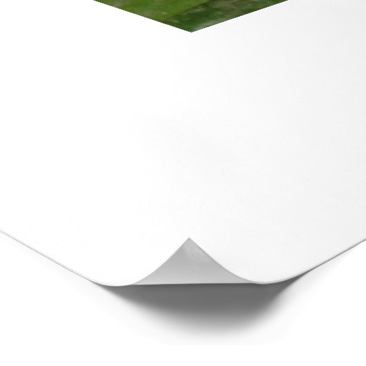 スイレン ポスター (角)