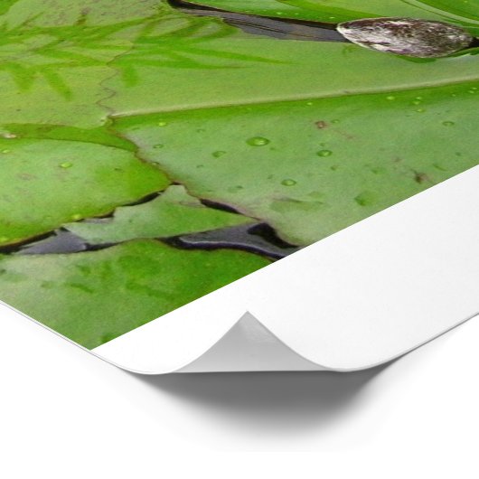 スイレン ポスター (角)