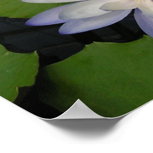 スイレン ポスター (角)