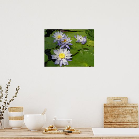 スイレン ポスター (キッチン)