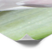 スイレン ポスター (角)