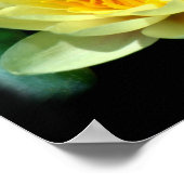 スイレン ポスター (角)