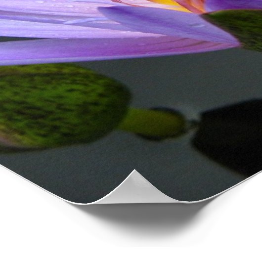 スイレン ポスター (角)