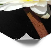 スイレン ポスター (角)