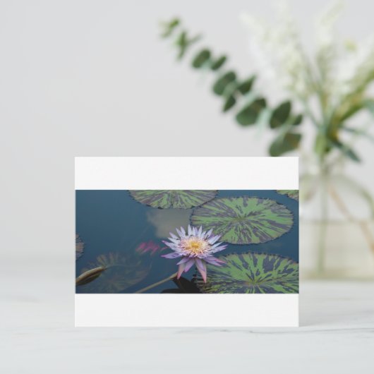 スイレン ポストカード (スタンド正面)