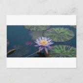 スイレン ポストカード (正面)