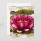 スイレン ポストカード (正面/裏面)