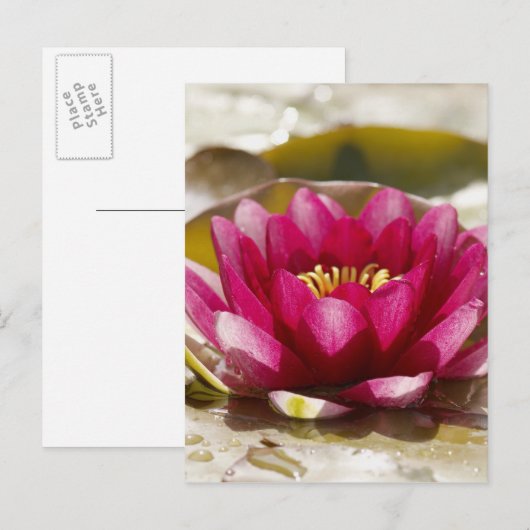 スイレン ポストカード (正面/裏面)