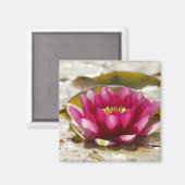 スイレン マグネット (正面/裏面)