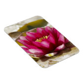 スイレン マグネット (右側)