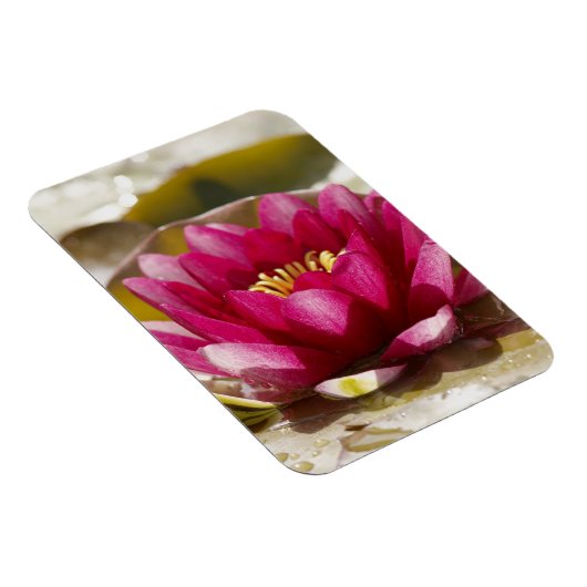 スイレン マグネット (右側)