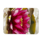 スイレン マグネット (横)