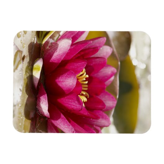 スイレン マグネット (横)