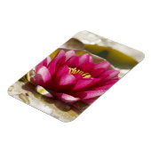 スイレン マグネット (左側)