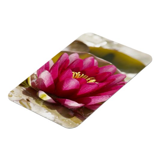 スイレン マグネット (左側)