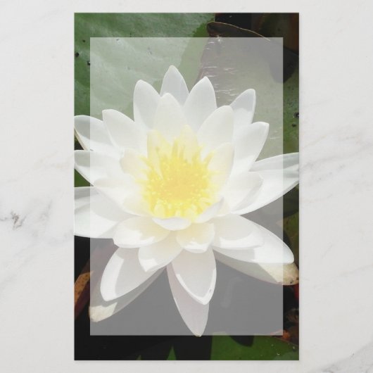 スイレン 便箋 (正面)