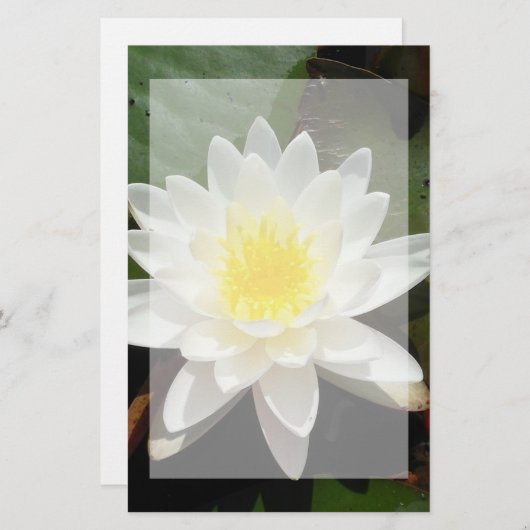 スイレン 便箋 (正面/裏面)