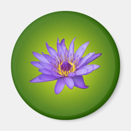 スイレン 花 池 水生植物 紫色の水の花 マグネット (正面)