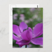 スイートアネモン ポストカード (正面/裏面)