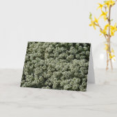 スイートアリスサムフラワーホワイトフローラ カード (黄色い花)