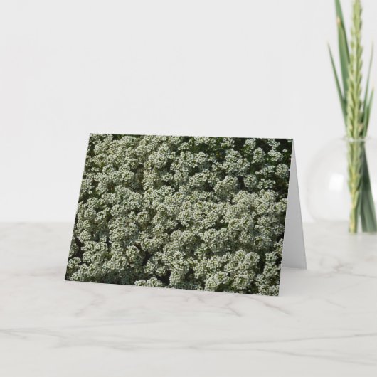 スイートアリスサムフラワーホワイトフローラ カード (正面)