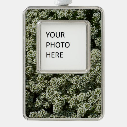 スイートアリスサムフラワーホワイトフローラ シルバープレートフレームオーナメント (正面)