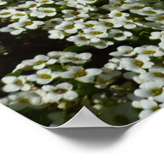 スイートアリスサムフラワーホワイトフローラ ポスター (角)