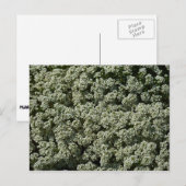 スイートアリスサムフラワーホワイトフローラ ポストカード (正面/裏面)