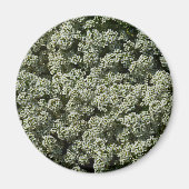 スイートアリスサムフラワーホワイトフローラ マグネット (正面)