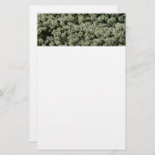 スイートアリスサムフラワーホワイトフローラ 便箋 (正面/裏面)