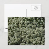 スイートアリッサムの花 白い花 ポストカード (正面/裏面)