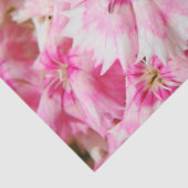 スイートウィリアムの花 薄葉紙 (詳細)