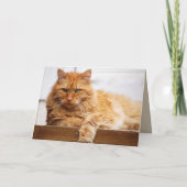 スイートオレンジメインクーンキャット カード (裏面)