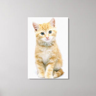 スイートオレンジ虎猫 キャンバスプリント