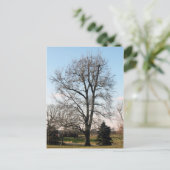 スイートガム ポストカード (スタンド正面)