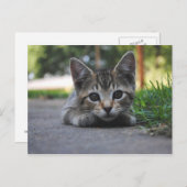 スイートキッテンポストカード ポストカード (正面/裏面)