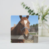 スイートクォーターホース招待状 招待状 (スタンド正面)