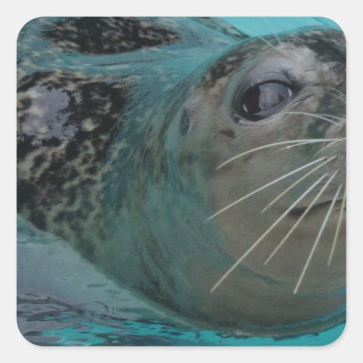 スイートシール スクエアシール (正面)