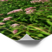 スイートジョーパイウィードフラワーズオートンアートのフィールド ポスター (角)