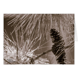 スイートパインコーン(5.0)