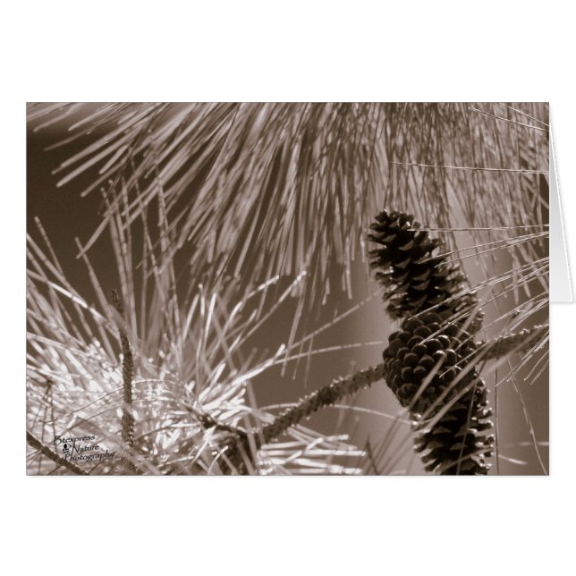 スイートパインコーン(5.0) (正面横)