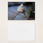 スイートビューティフルダイヤモンド鳩 (正面&裏面)