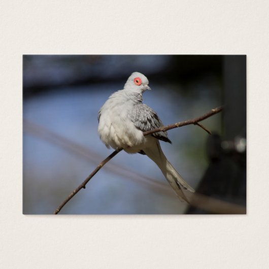 スイートビューティフルダイヤモンド鳩 (正面)