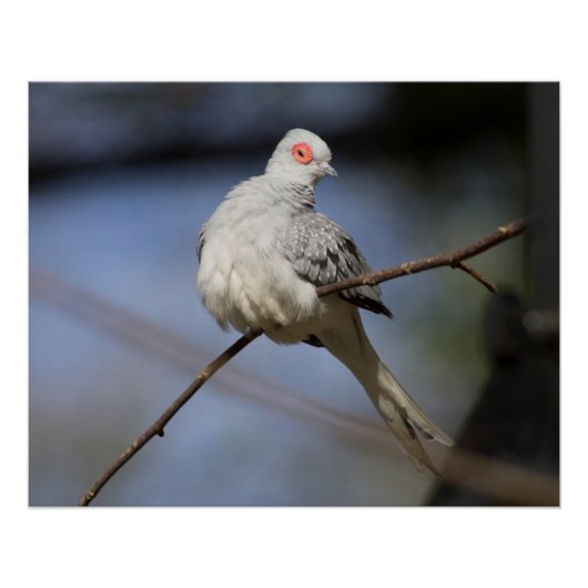 スイートビューティフルダイヤモンド鳩 ポスター (正面)