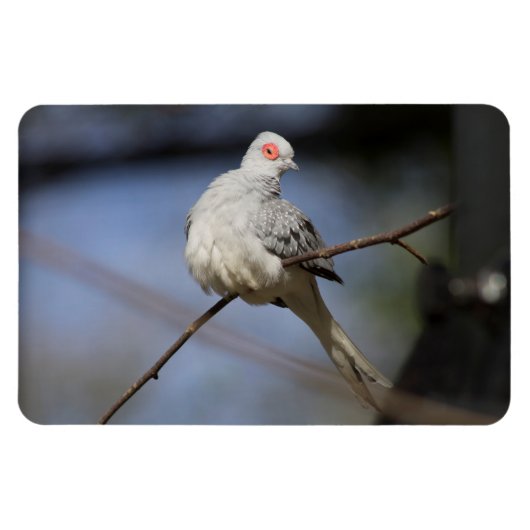 スイートビューティフルダイヤモンド鳩 マグネット (横)
