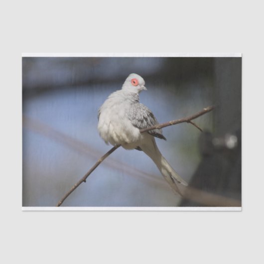 スイートビューティフルダイヤモンド鳩 薄葉紙 (正面)