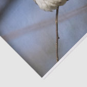 スイートビューティフルダイヤモンド鳩 薄葉紙 (詳細)