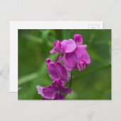 スイートピーかわいらしピンクワイルドフラワーポストカード ポストカード (正面/裏面)